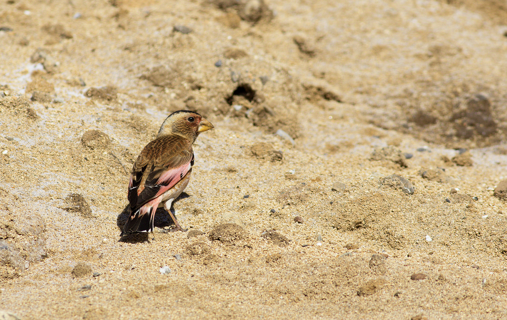Crimson-winged Finch